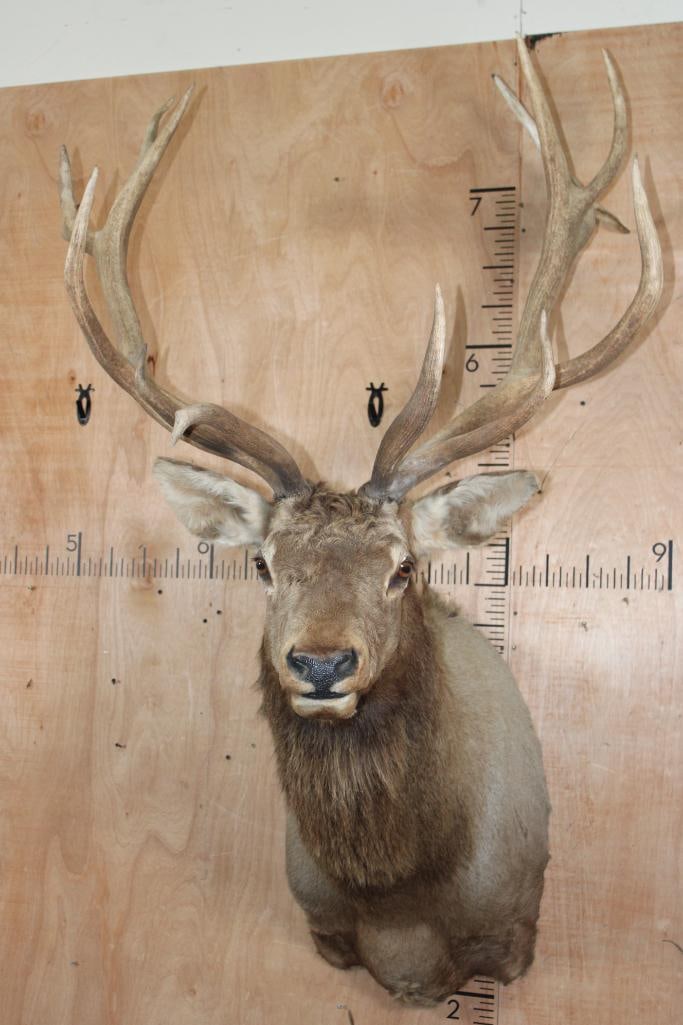 Big 15-Point RED STAG Shoulder Mount: Nice, Clean, and Newer 15-Point RED STAG Shoulder Mount. It has a 40.75" Spread and is in Good Condition. TAXIDERMY 