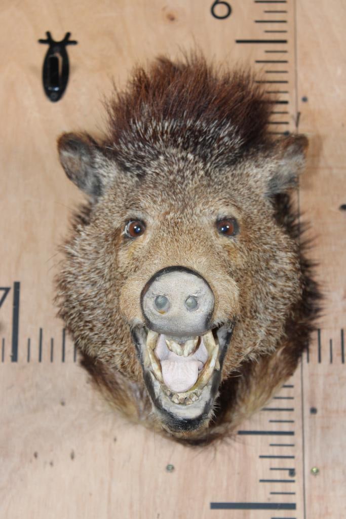 JAVELINA Shoulder Mount: JAVELINA Shoulder Mount. It is in Good structural condition. It could use a little paint touch-up. TAXIDERMY 