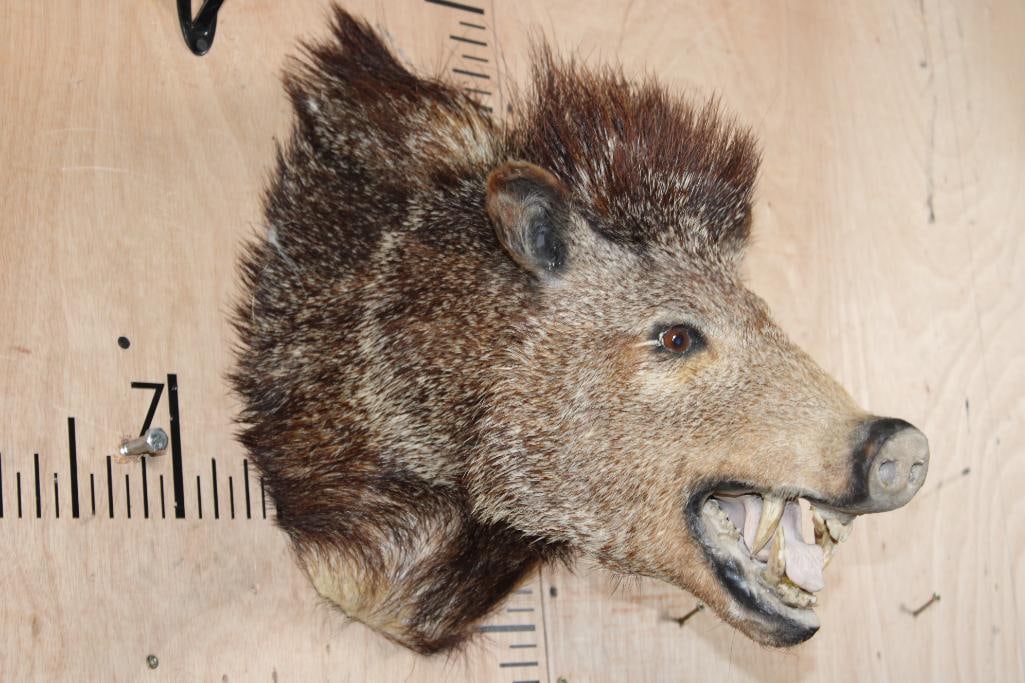 JAVELINA Shoulder Mount - 3