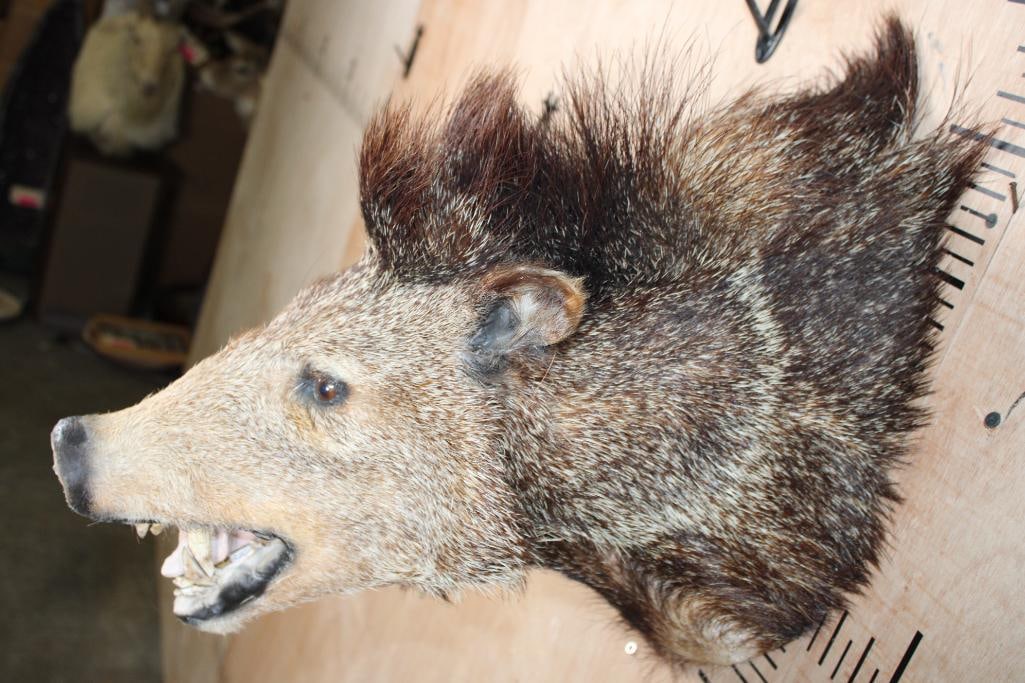 JAVELINA Shoulder Mount - 5