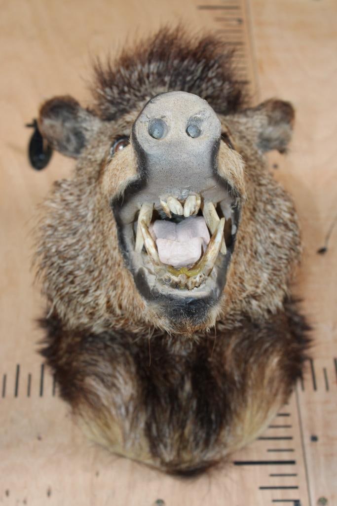 JAVELINA Shoulder Mount - 6