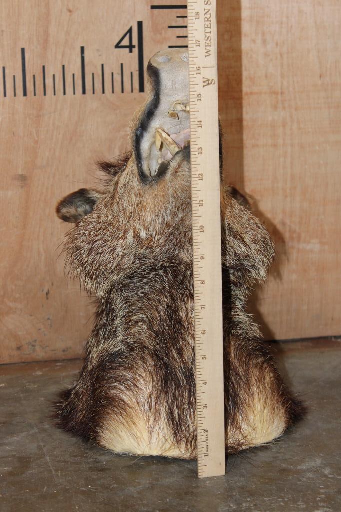 JAVELINA Shoulder Mount - 7