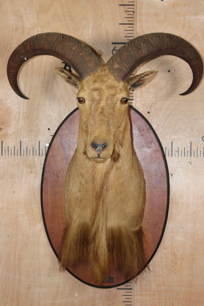 AOUDAD Shoulder Mount on a Wood Plaque: AOUDAD Shoulder Mount on a Wood Plaque. The Left Horn measures 26.5" Long and the Right Horn measures 27" Long. This is an older mount in Fair Condition, its a little dusty. The plaque reads "Helm