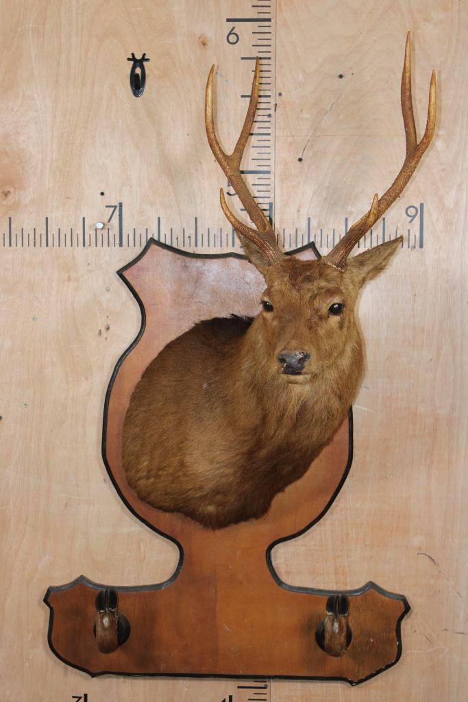 Vintage SIKA DEER Shoulder Mount on a Wood Plaque with its Hooves: Vintage SIKA DEER Shoulder Mount on a Wood Plaque with its Hooves. The Wood Plaque measures 36" Tall x 30" Wide. It is in Fair Condition, a little dusty. TAXIDERMY 