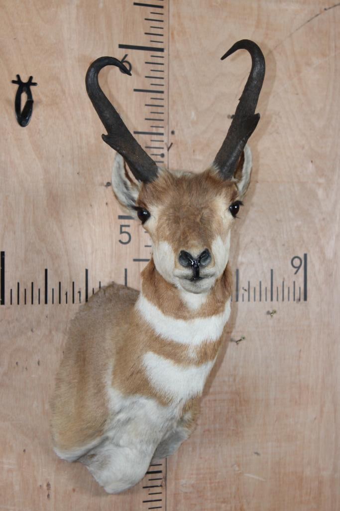 PRONGHORN Shoulder Mount: Nice PRONGHORN Shoulder Mount in Good Condition. TAXIDERMY 
