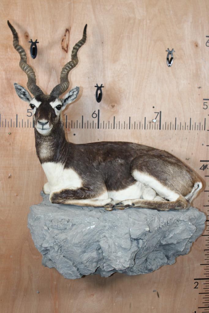 Big Life-sized Laying BLACKBUCK with an Optional Lightweight Rock Wall Base: Very Nice, Newer, and Clean Life-sized Laying or Freestanding BLACKBUCK. The Left Horn measures 24.5" and the Right Horn measures 25.75" around the Spiral Ridge. He is mounted on an optional