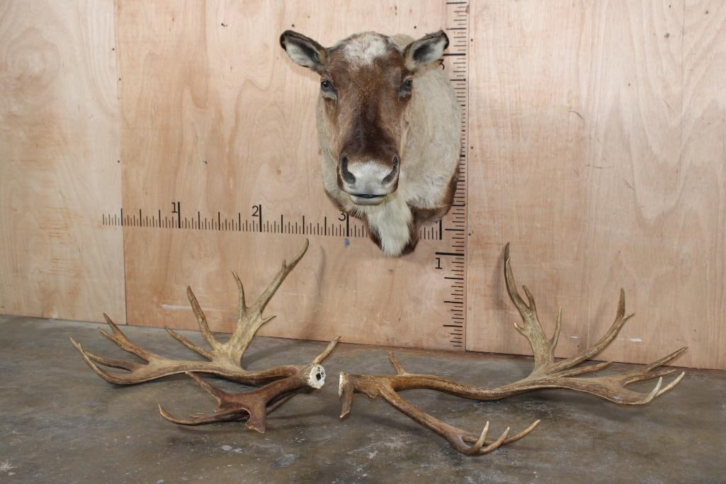 Big 34-Point CARIBOU Shoulder Mount with Removable Antlers (Needs Receivers) (1 of 12)