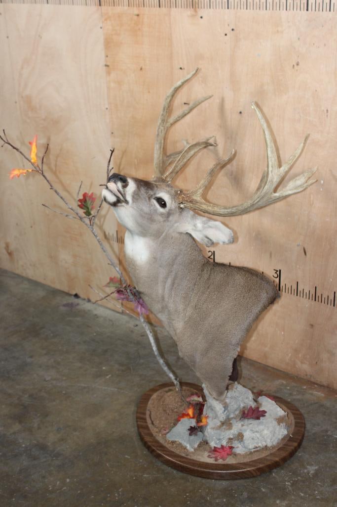 Big 11-Point WHITETAIL DEER Table Pedestal in an "Action Pose" (1 of 7)