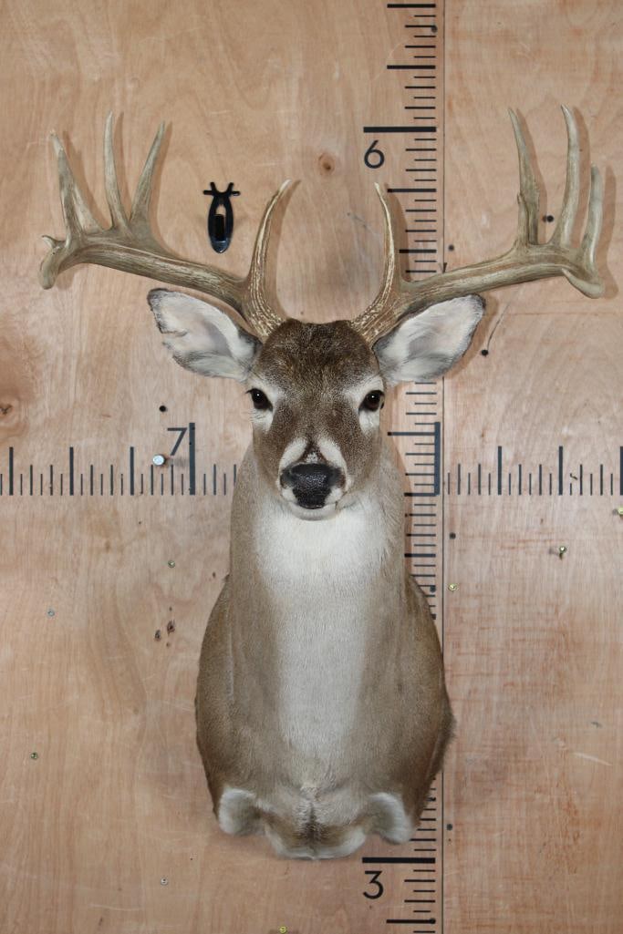12-Point WHITETAIL DEER Shoulder Mount (1 of 7)
