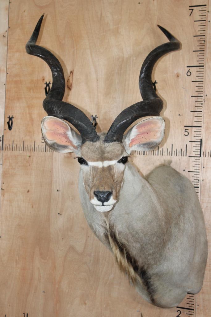 Big KUDU Shoulder Mount: Very Nice, Clean, and Newer Big KUDU Shoulder Mount. The Left Horn measures 47.25" Long and the Right Horn measures 46.5" Long. It is in Very Good Condition. TAXIDERMY 