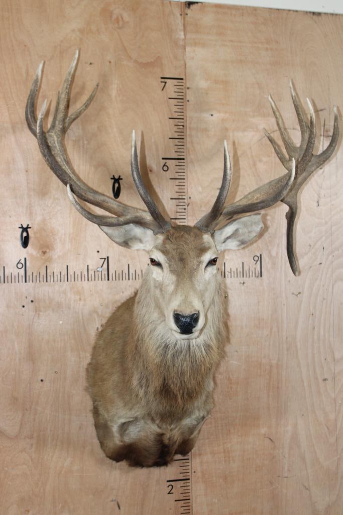 XL 17-Point RED STAG Shoulder Mount with a Big Drop-tine (1 of 8)