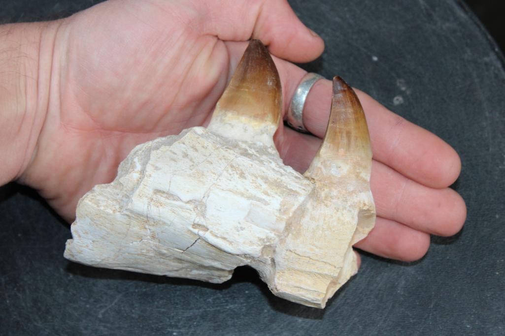 Fossilized MOSASAUR Jaw Section with 2 Big Fully Rooted Teeth: Fossilized MOSASAUR Jaw Section with 2 Big Fully Rooted Teeth. The Specimen measures 4 5/8" Long x 4" Tall x 2" Thick and Weighs 12 oz. Mosasaurs lived during the Late Cretaceous Period, from abo