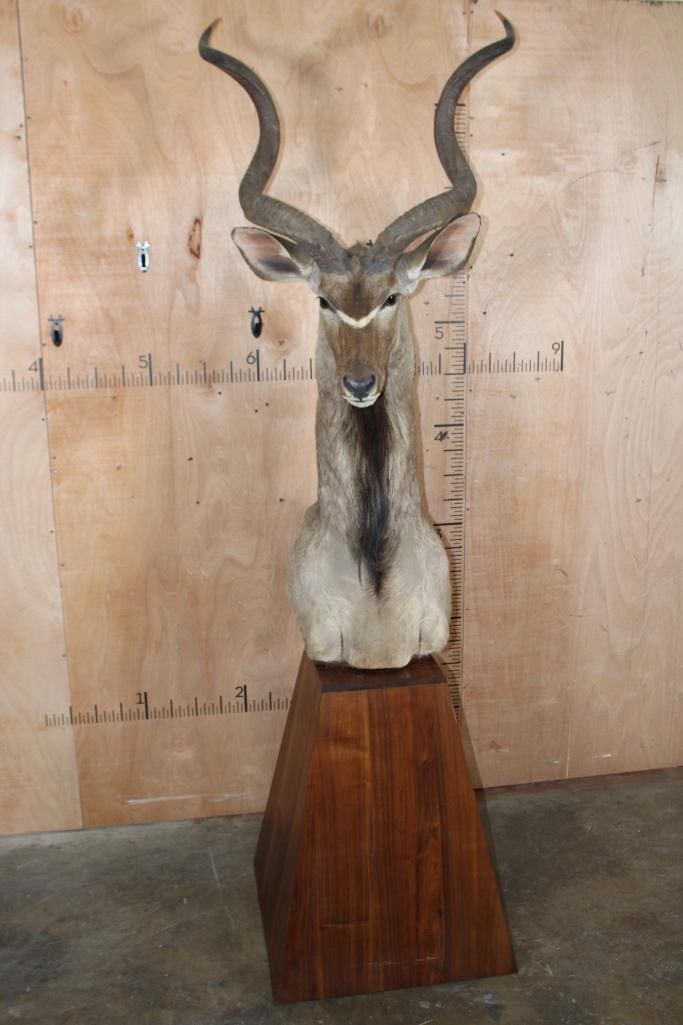 KUDU Pedestal Mount: Nice, Clean, and Newer KUDU Pedestal Mount in Good Condition. The Left Horn measures 45 7/8" Long and the Right Horn measures 46.25" Long. TAXIDERMY 