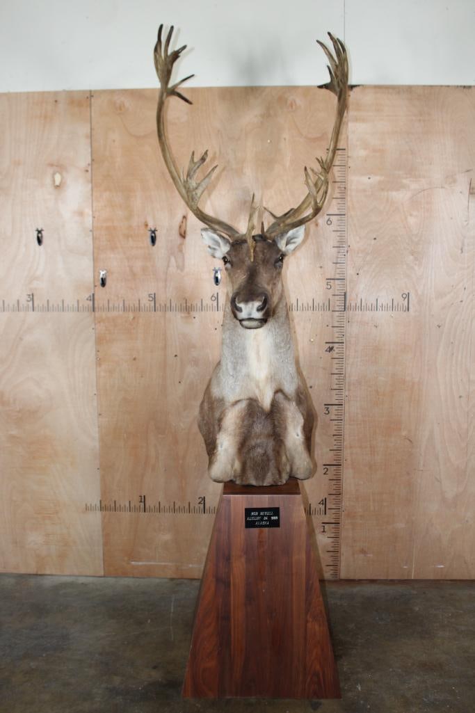 Big 35-Point ALASKAN CARIBOU Pedestal Mount: Nice and Big 35-Point ALASKAN CARIBOU Pedestal Mount. It has a 31" Spread and is in Good Condition. It was Taken in Illiamna, Alaska-1999 (Barren Ground-Mulchatna Herd). TAXIDERMY 