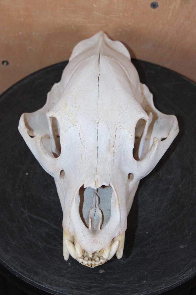 Big BLACK BEAR Skull with Most of its Teeth and No Glue: Big BLACK BEAR Skull. It measures 11.5" Long x 6.75" Wide and has most of its Teeth and No Glue. TAXIDERMY SKULLS 