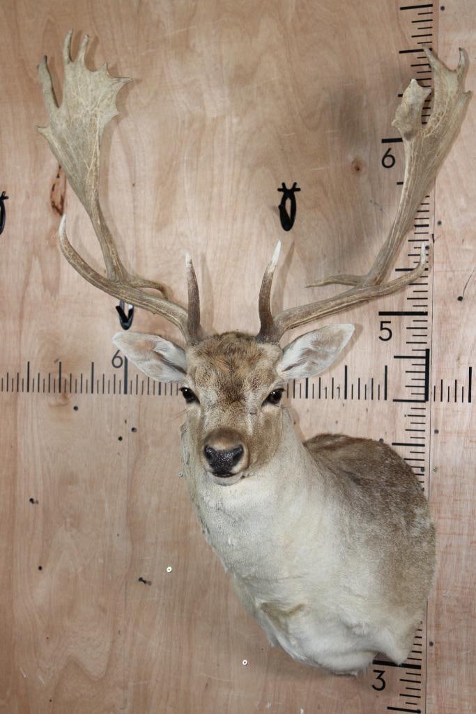 Big COMMON FALLOW DEER Shoulder Mount: Very Nice, Clean, and Newer 18-Point COMMON FALLOW DEER Shoulder Mount. It has Big Palms and an 29.25" Spread. It is in Very Good Condition. TAXIDERMY 
