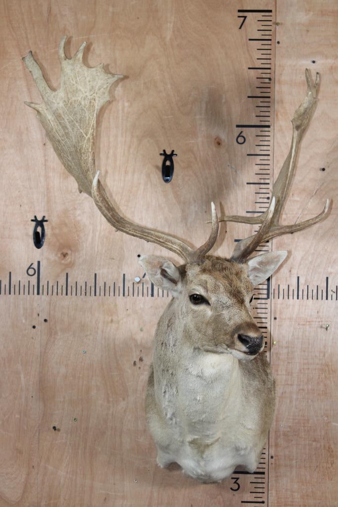 Big COMMON FALLOW DEER Shoulder Mount - 2
