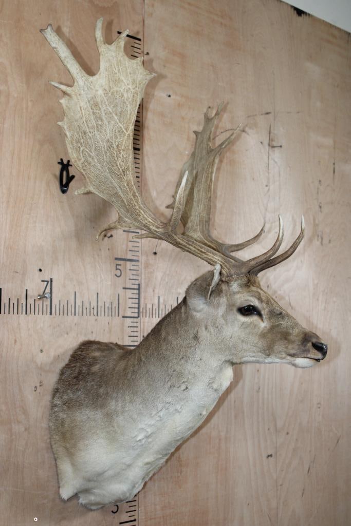 Big COMMON FALLOW DEER Shoulder Mount - 3