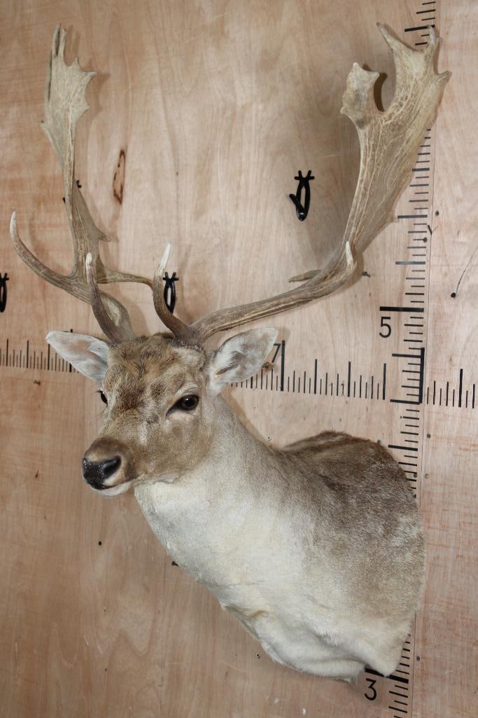 Big COMMON FALLOW DEER Shoulder Mount - 4