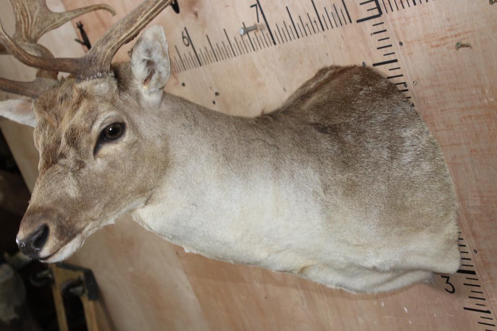 Big COMMON FALLOW DEER Shoulder Mount - 5