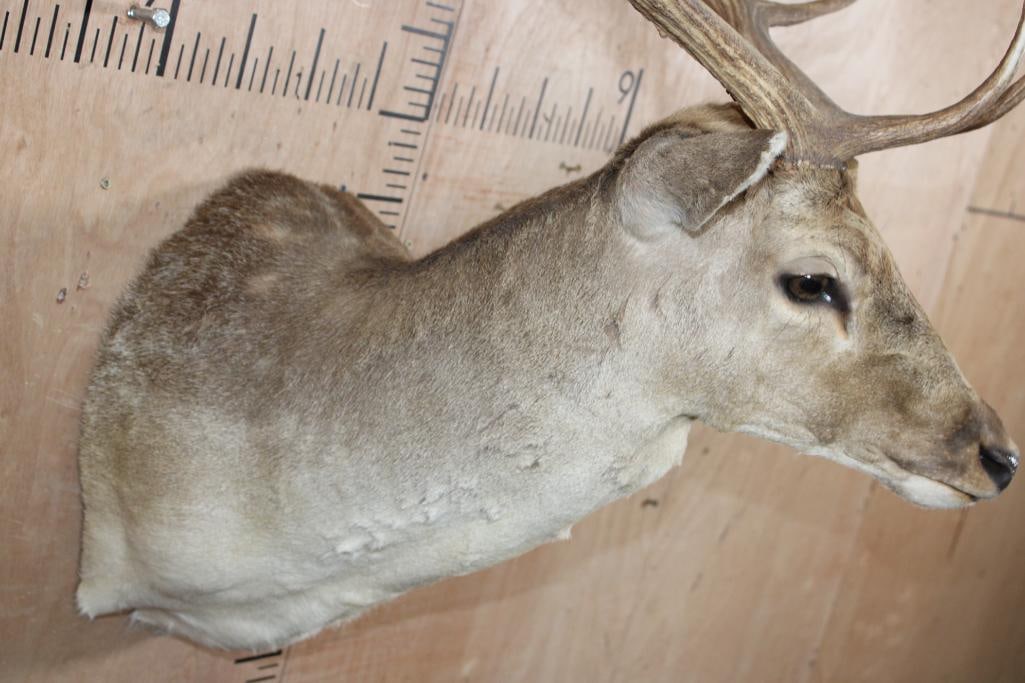Big COMMON FALLOW DEER Shoulder Mount - 6