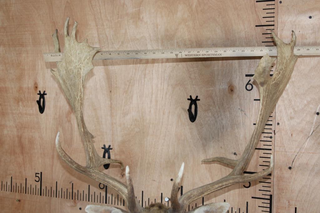 Big COMMON FALLOW DEER Shoulder Mount - 7