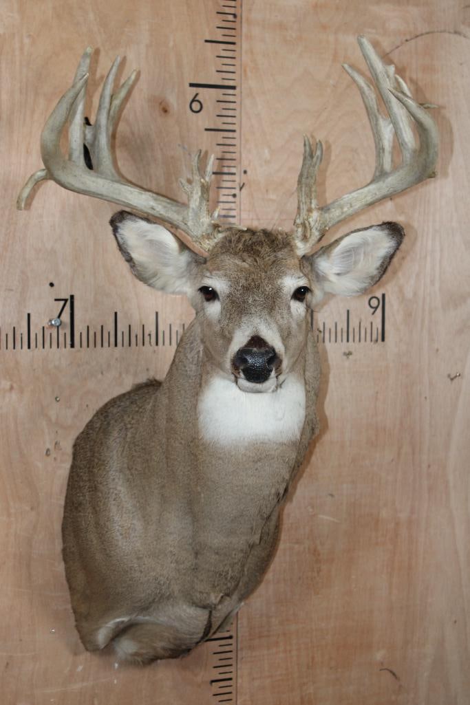 Big 24-Point WHITETAIL DEER Shoulder Mount: Very Nice, Clean, and Newer 24-Point WHITETAIL DEER Shoulder Mount. It has a 25" Spread and is in Very Good Condition. TAXIDERMY 
