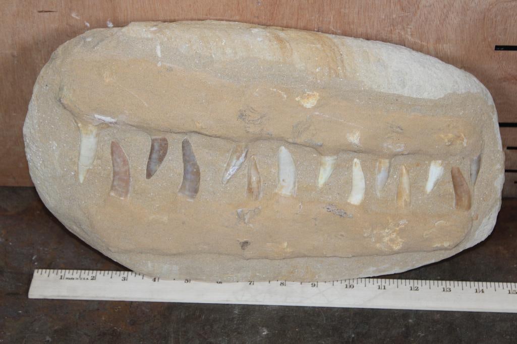 15 Long and Sharp PLESIOSAUR Fossil Teeth in a Matrix Display - 2
