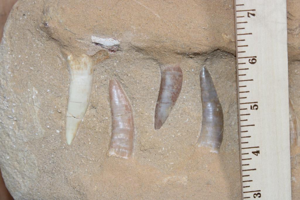 15 Long and Sharp PLESIOSAUR Fossil Teeth in a Matrix Display - 3