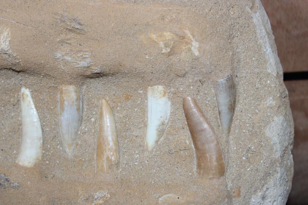 15 Long and Sharp PLESIOSAUR Fossil Teeth in a Matrix Display - 5