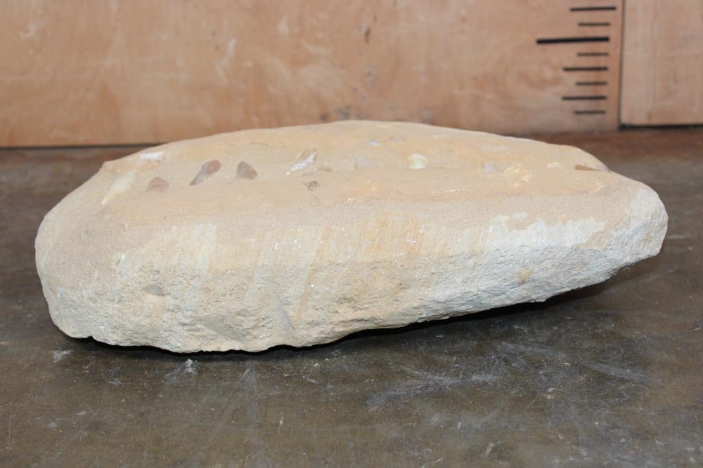 15 Long and Sharp PLESIOSAUR Fossil Teeth in a Matrix Display - 6