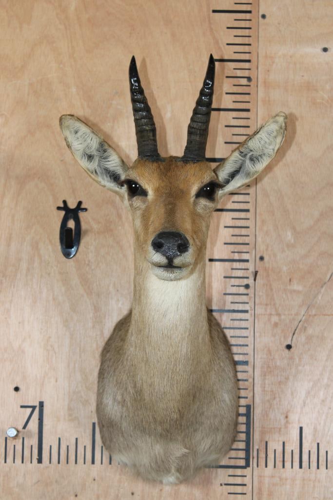 MOUNTAIN REEDBUCK Shoulder Mount: Nice MOUNTAIN REEDBUCK Shoulder Mount. The Horns measure 6.25" Long each. It is in Good Condition. TAXIDERMY 