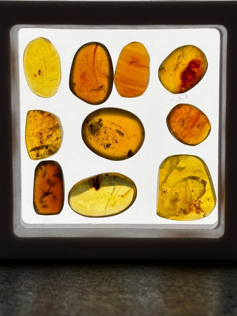 (10) Pieces of Fossilized AMBER with Multiple Insect Inclusions: 10 Pieces of Myanmar AMBER Fossils with multiple Insect Inclusions. They have been UV Tested and are Reactive. The Total Weight is 6.97 grams and they come in the display case as shown. Because Amber