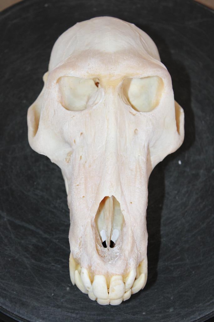 Big BABOON Skull with All its Teeth (1 of 6)