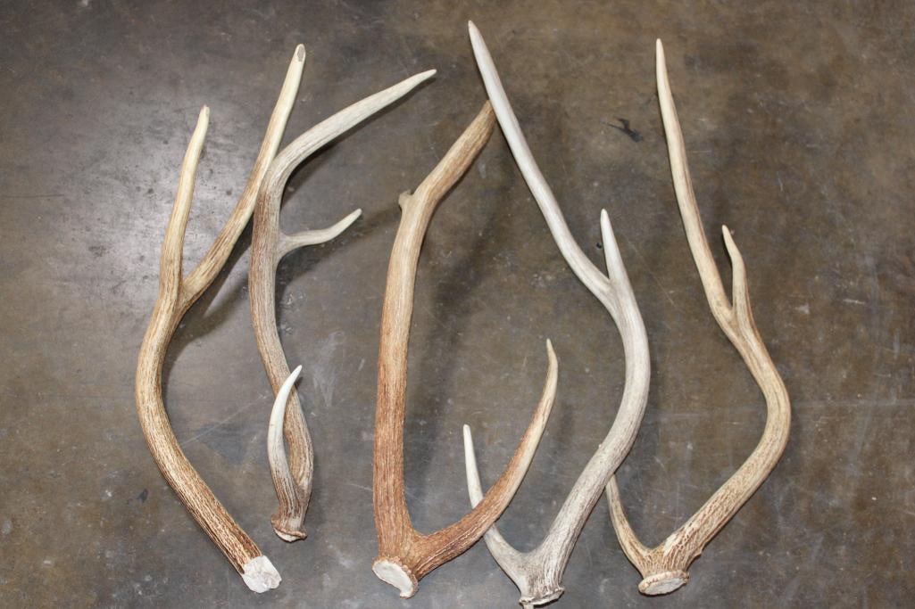 (5) AXIS DEER Antler Sheds (1 of 3)