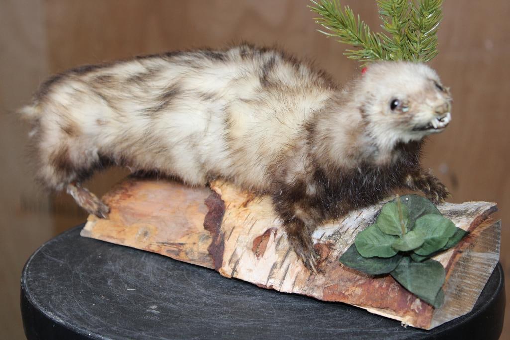 Life-sized European Polecat or FERRET from Eurasia on a Log Base: Adorable and "Derpy" Life-sized European Polecat or FERRET from Eurasia on a decorative Log Base. It measures 14.5" Long x 5" Wide x 6" Tall. This is an older mount in Fair Condition, it is missing it