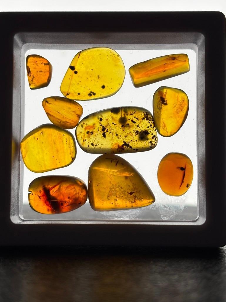 (10) Pieces of Authentic Myanmar AMBER Fossils with Multiple Prehistoric Insect Inclusions: 10 Pieces of Authentic Myanmar AMBER Fossils with Multiple Prehistoric Insect Inclusions. The Total Weight for all is 8.19 g and comes in the display Case as shown. It has been UV Tested and is Reacti