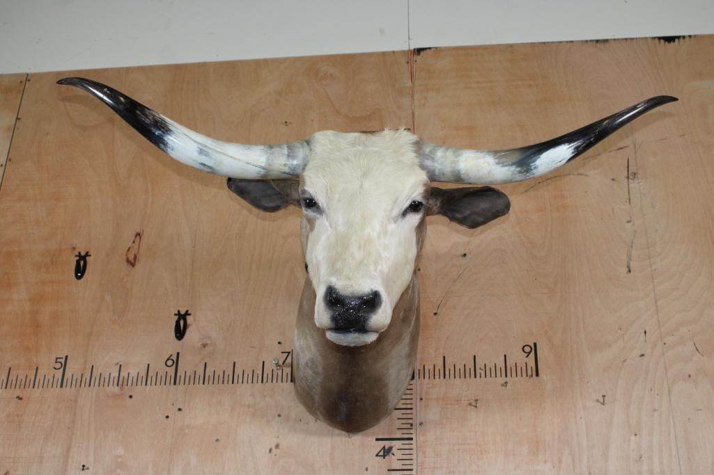 TEXAS LONGHORN Shoulder Mount: Yee haw! Nice TEXAS LONGHORN Shoulder Mount with excellent Polished Horns. It has a 39" Spread from Tip to Tip and is in Good Condition. TAXIDERMY 