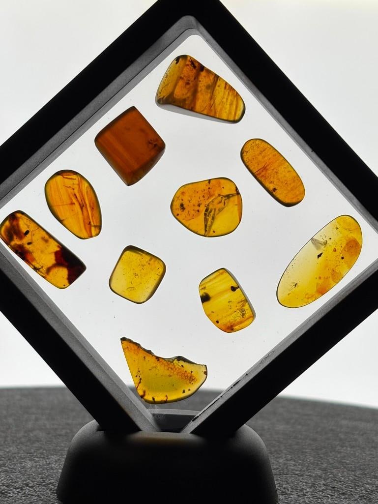 (10) Pieces of Authentic Myanmar AMBER Fossils with Multiple Insect Inclusions: 10 Pieces of Authentic Myanmar AMBER Fossils with Multiple Insect Inclusions. The Total Weight for all is 9.27 g and comes in the display Case as shown. It has been UV Tested and is Reactive. Because