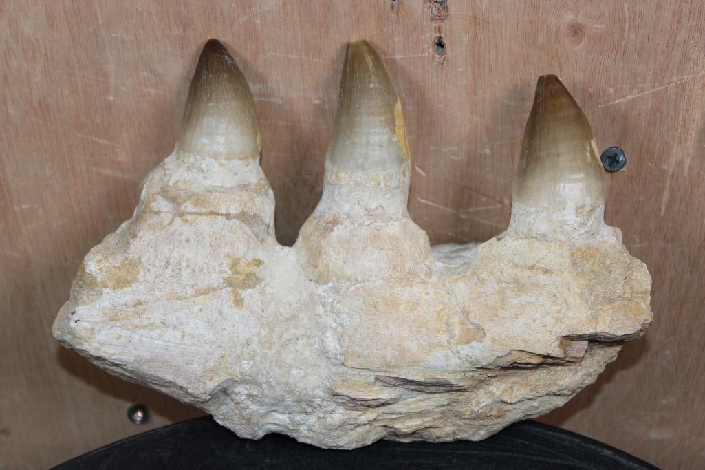 3 XXL Fossilized MOSASAUR Teeth in a Jaw Section from Morocco, Weight: 2 lbs: 3 Fully Rooted XXL Fossilized MOSASAUR Teeth in a Jaw Section. This awesome specimen is from Morocco and all the teeth are over 2.25" Long each. The Fossil measures 8" Long x 6" Wide x 3" Thick a