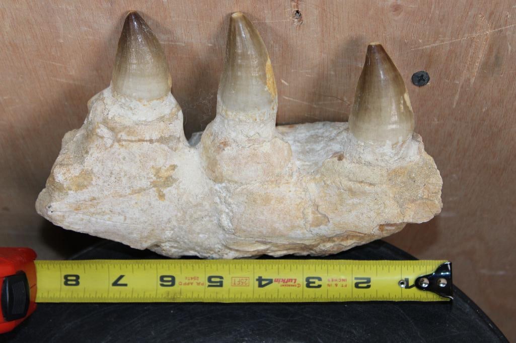 3 XXL Fossilized MOSASAUR Teeth in a Jaw Section from Morocco, Weight: 2 lbs - 2