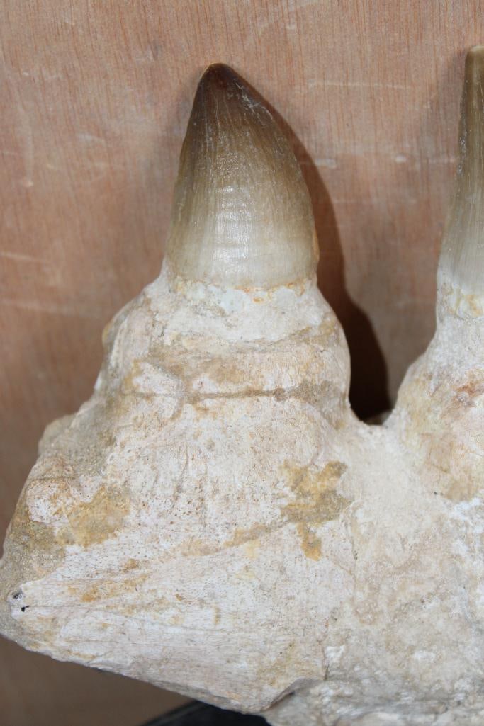3 XXL Fossilized MOSASAUR Teeth in a Jaw Section from Morocco, Weight: 2 lbs - 4