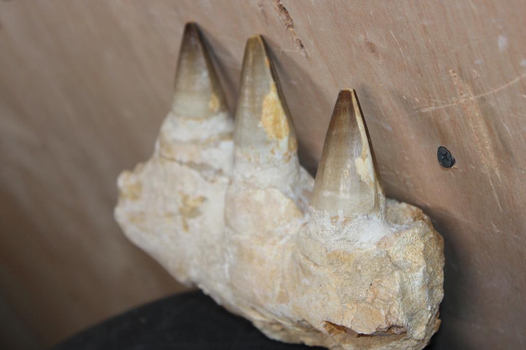 3 XXL Fossilized MOSASAUR Teeth in a Jaw Section from Morocco, Weight: 2 lbs - 5