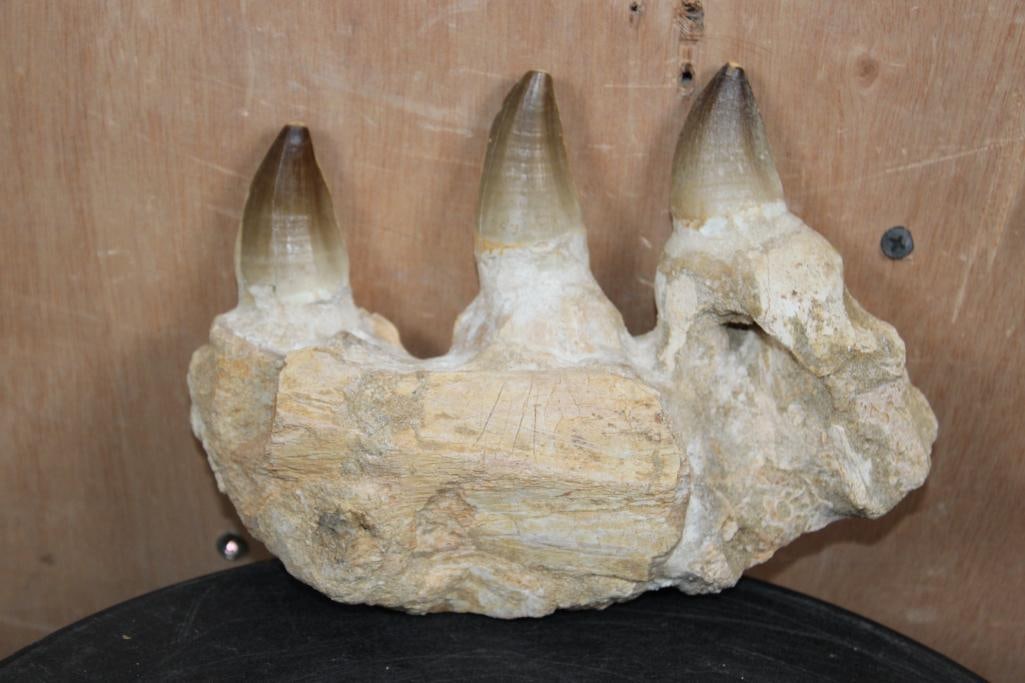 3 XXL Fossilized MOSASAUR Teeth in a Jaw Section from Morocco, Weight: 2 lbs - 7