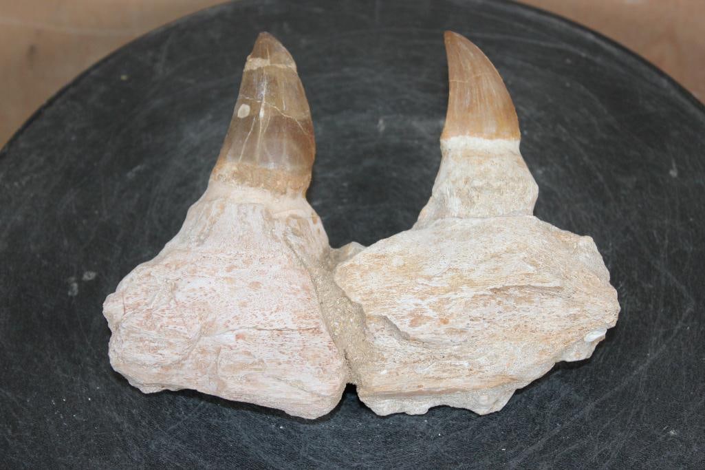 2 XXL Fossilized MOSASAUR Teeth Rooted in a Fossilized Jaw Section: 2 XXL Fossilized MOSASAUR Teeth Rooted in a Fossilized Jaw Section. The Specimen measures 7" Long x 5.5" Wide x 3" Thick. The Total Weight is 1 lb 12 oz. Mosasaurs lived during the Late Cretaceous Per