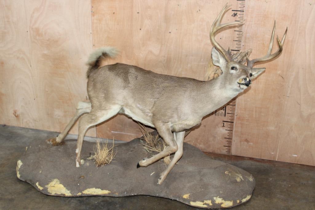 8-Point Life-sized WHITETAIL DEER on a Base with Wheels (1 of 8)