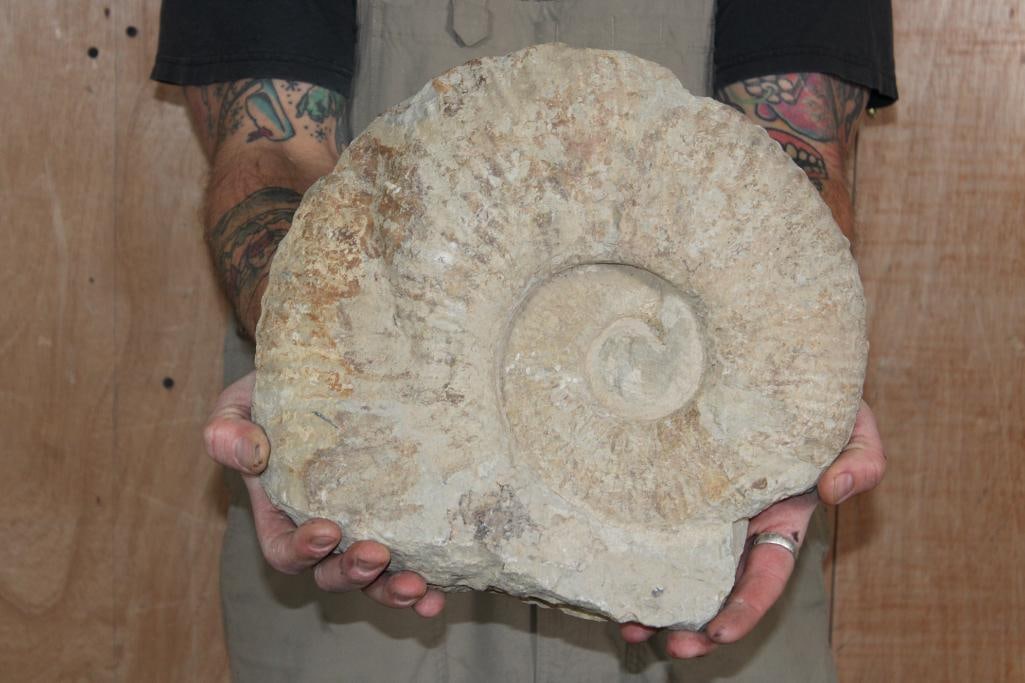 XXL AMMONITE Fossil Specimen from Morocco, Weight: 26 lbs (1 of 6)