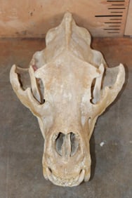 XL BROWN BEAR or GRIZZLY BEAR Skull with an Alaska Tag
