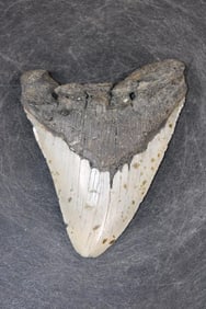 XXL MEGALODON Shark Tooth Fossil