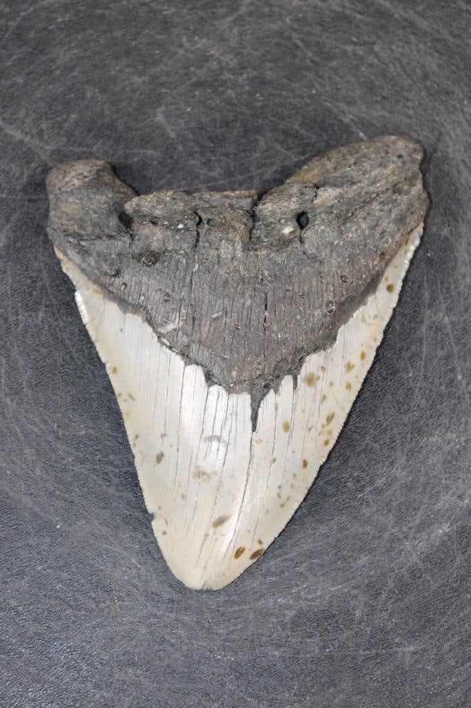 XXL MEGALODON Shark Tooth Fossil: XXL MEGALODON Shark Tooth Fossil. It measures 5 3/8" Long from the Top Corner to the Tip and 4 1/8" Wide. The Total Weight is 10 oz. MEGALODON SHARK TEETH